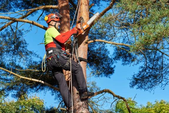 Our Vision - Aspen Tree & Gardening