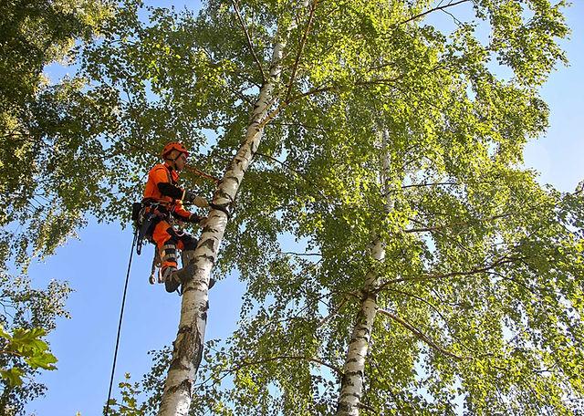 Our Mission - Aspen Tree & Gardening